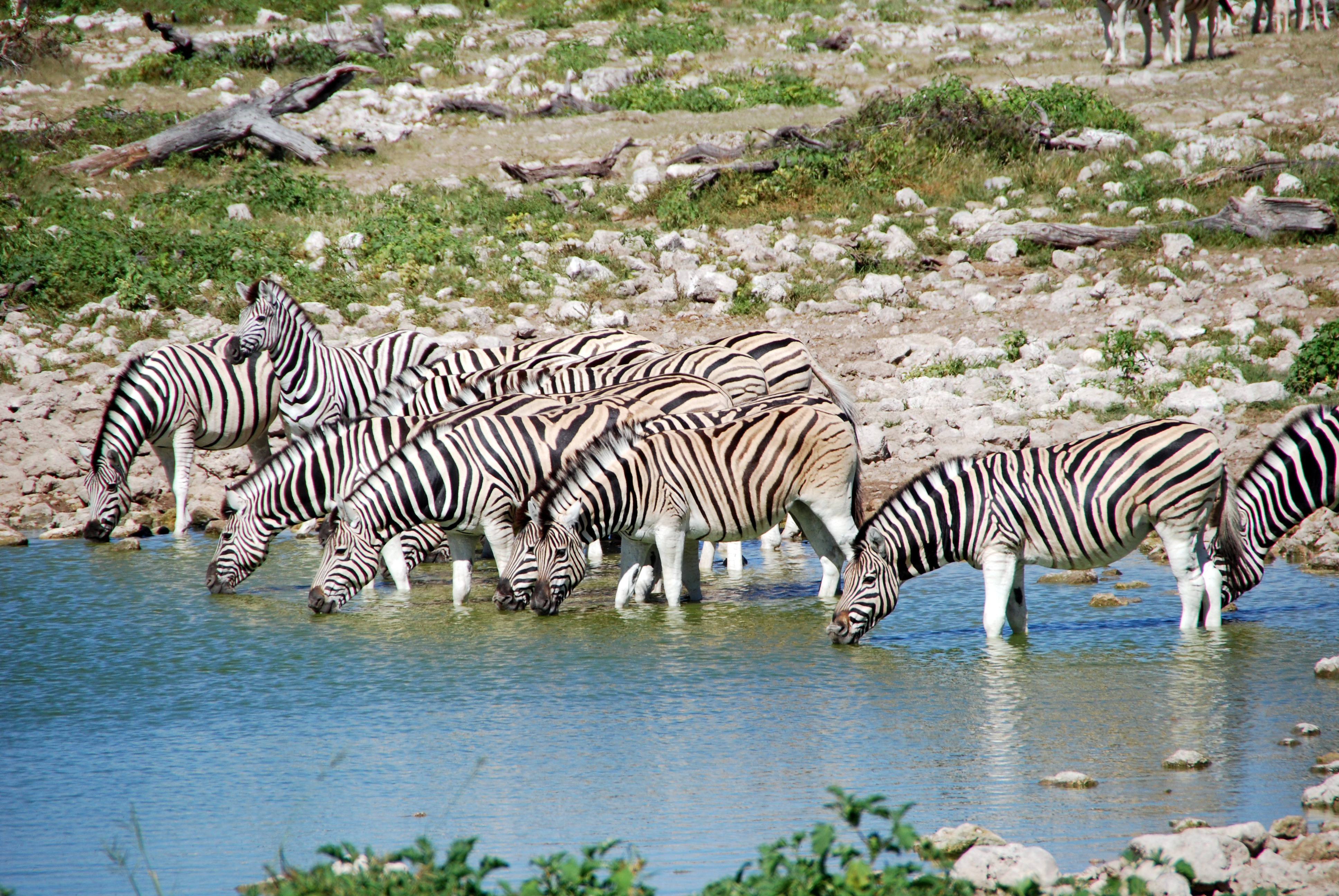 Safari scenery in the Mara