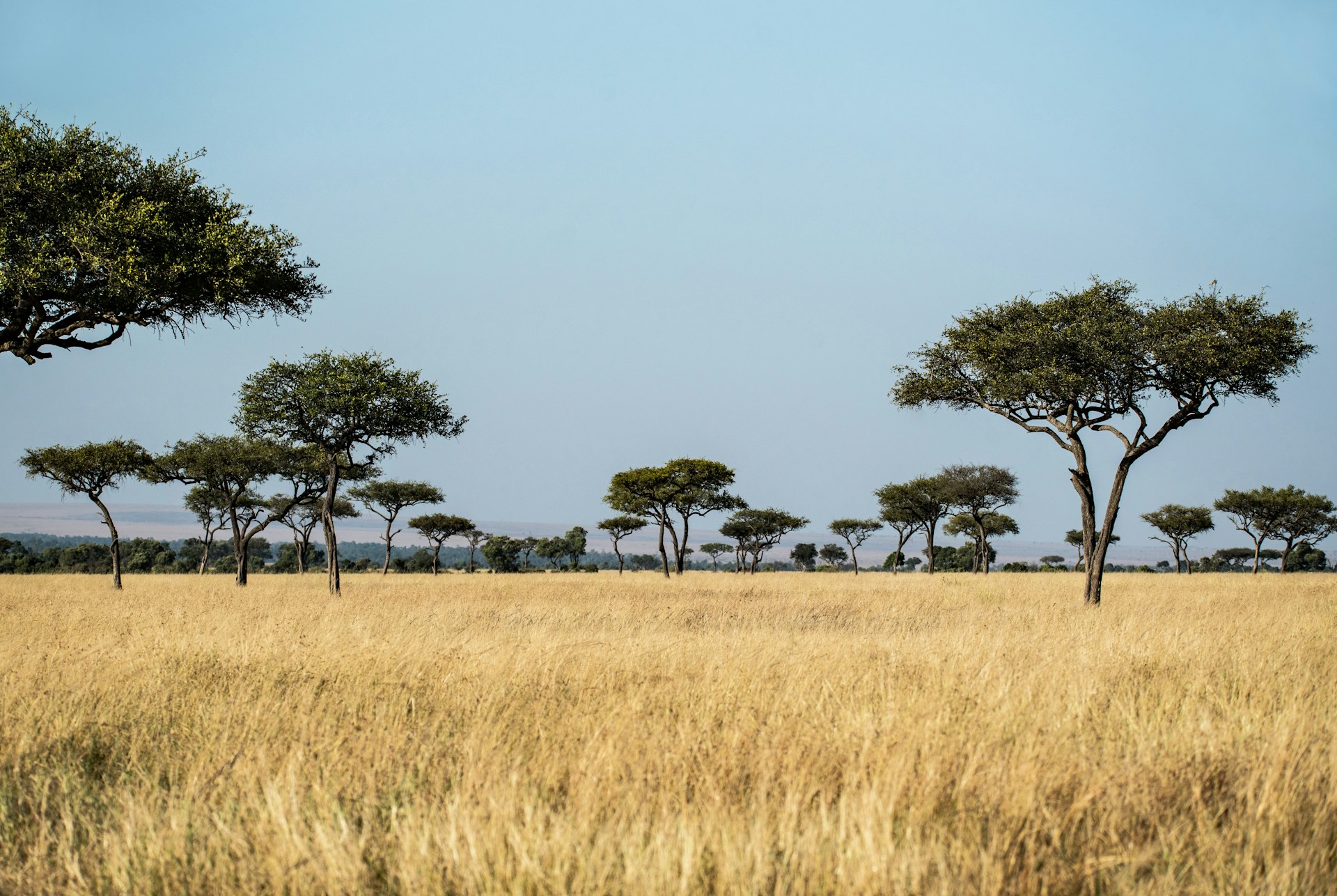 Kenya Landscape